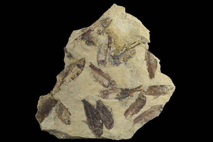 Fossil Fish (Gosiutichthys) Mortality Plate - Lake Gosiute #89990